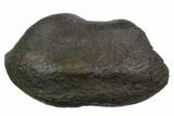 Fossil Whale Ear Bone - Miocene #130244-1